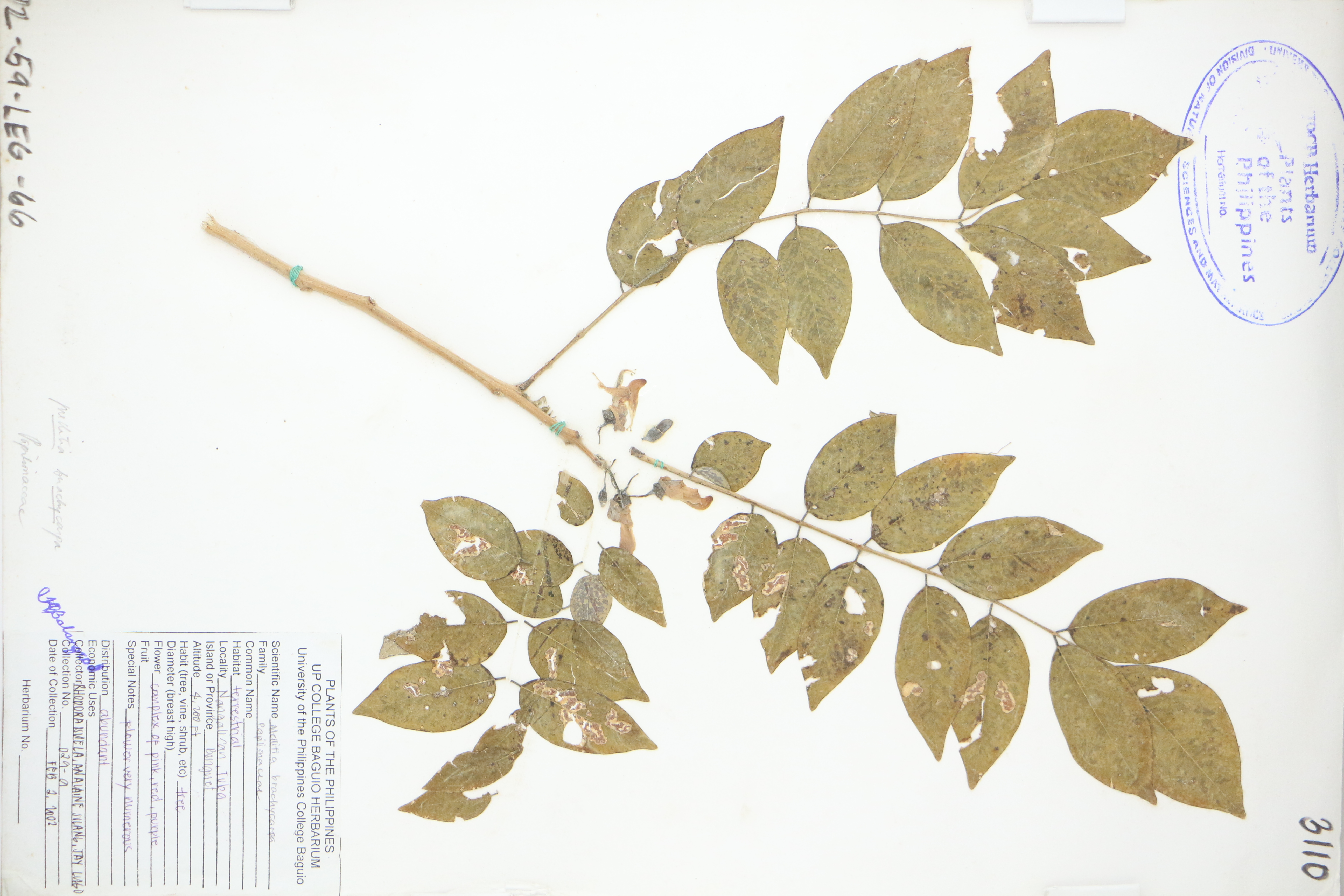 Millettia brachycarpa