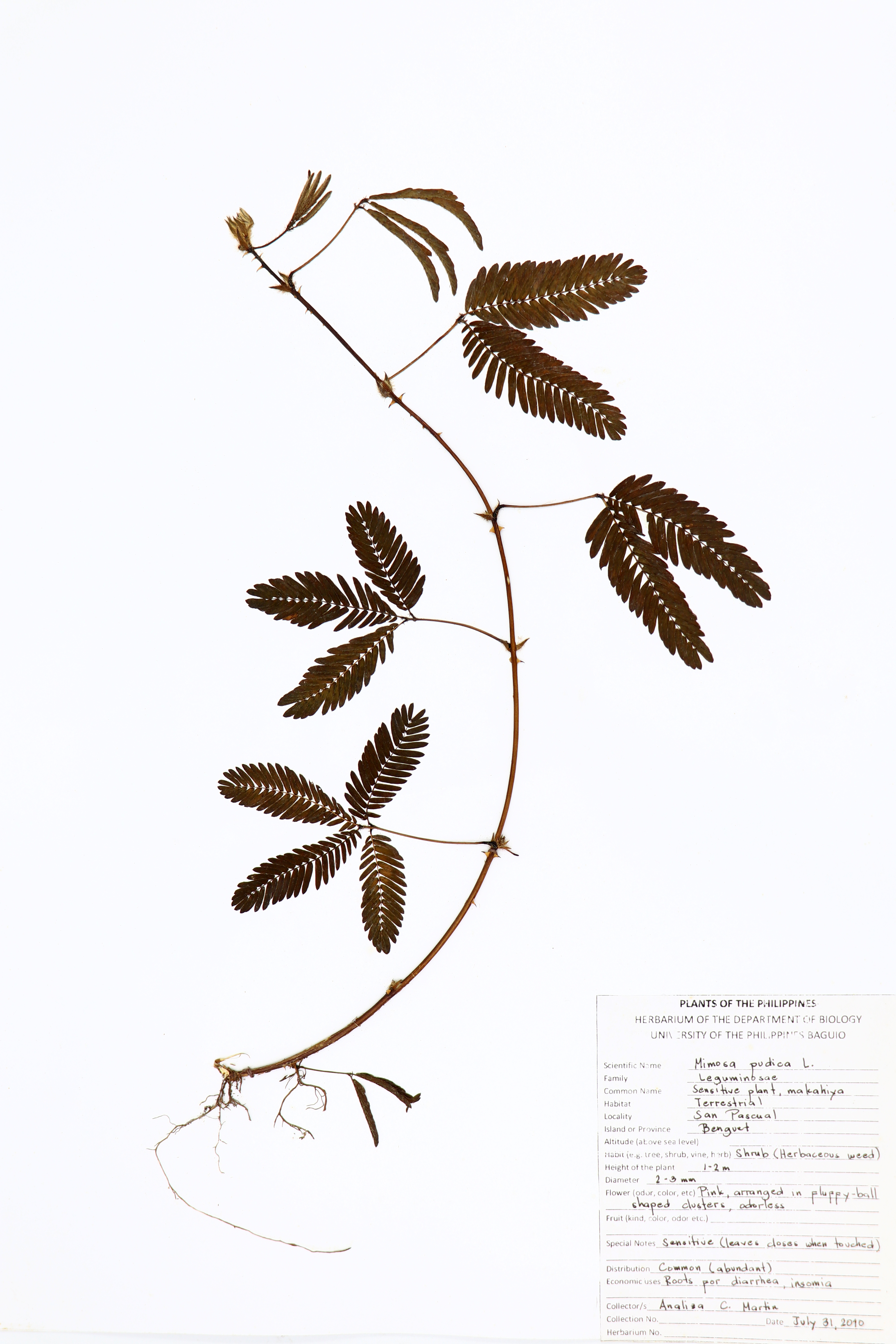 Mimosa pudica