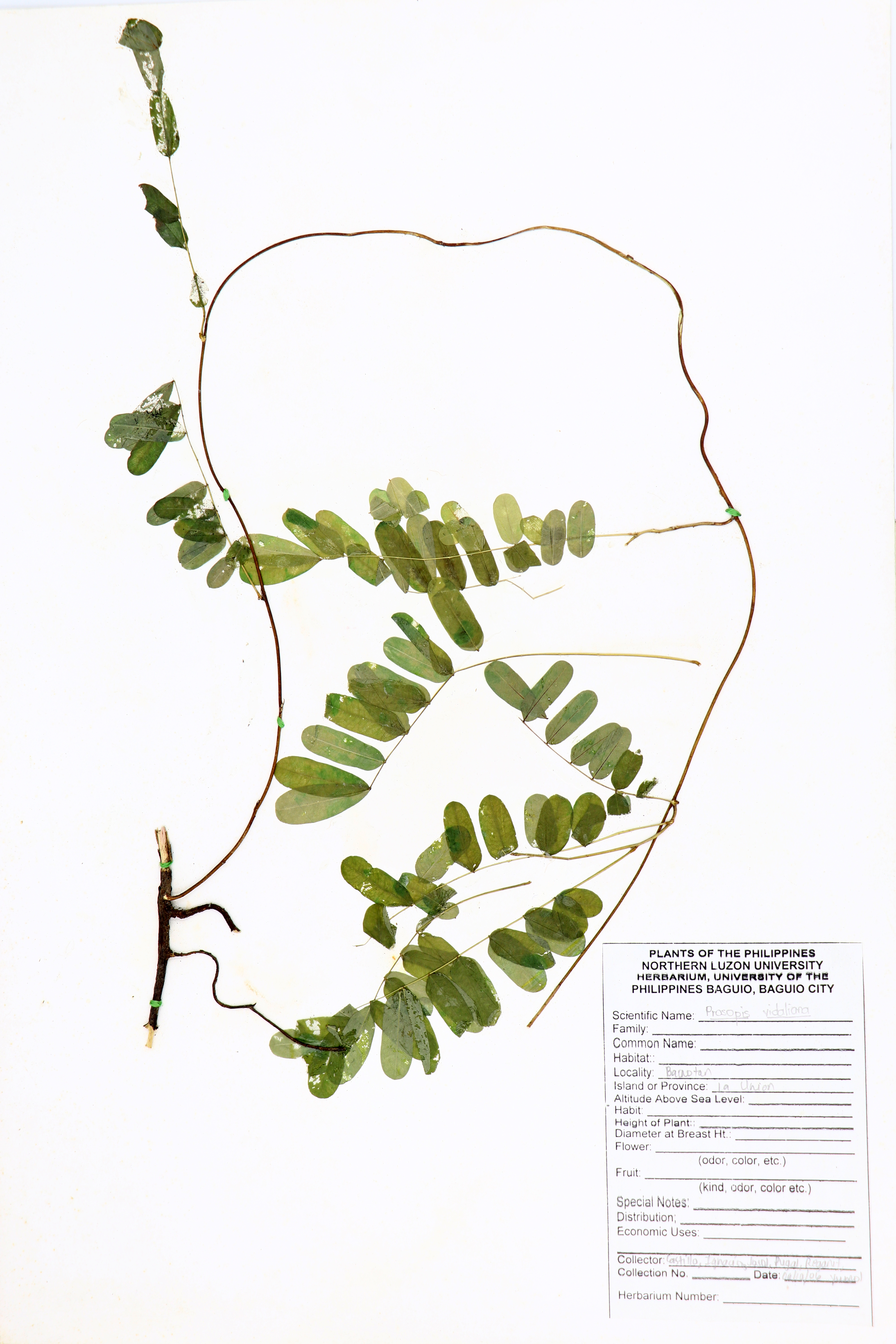 Prosopis juliflora