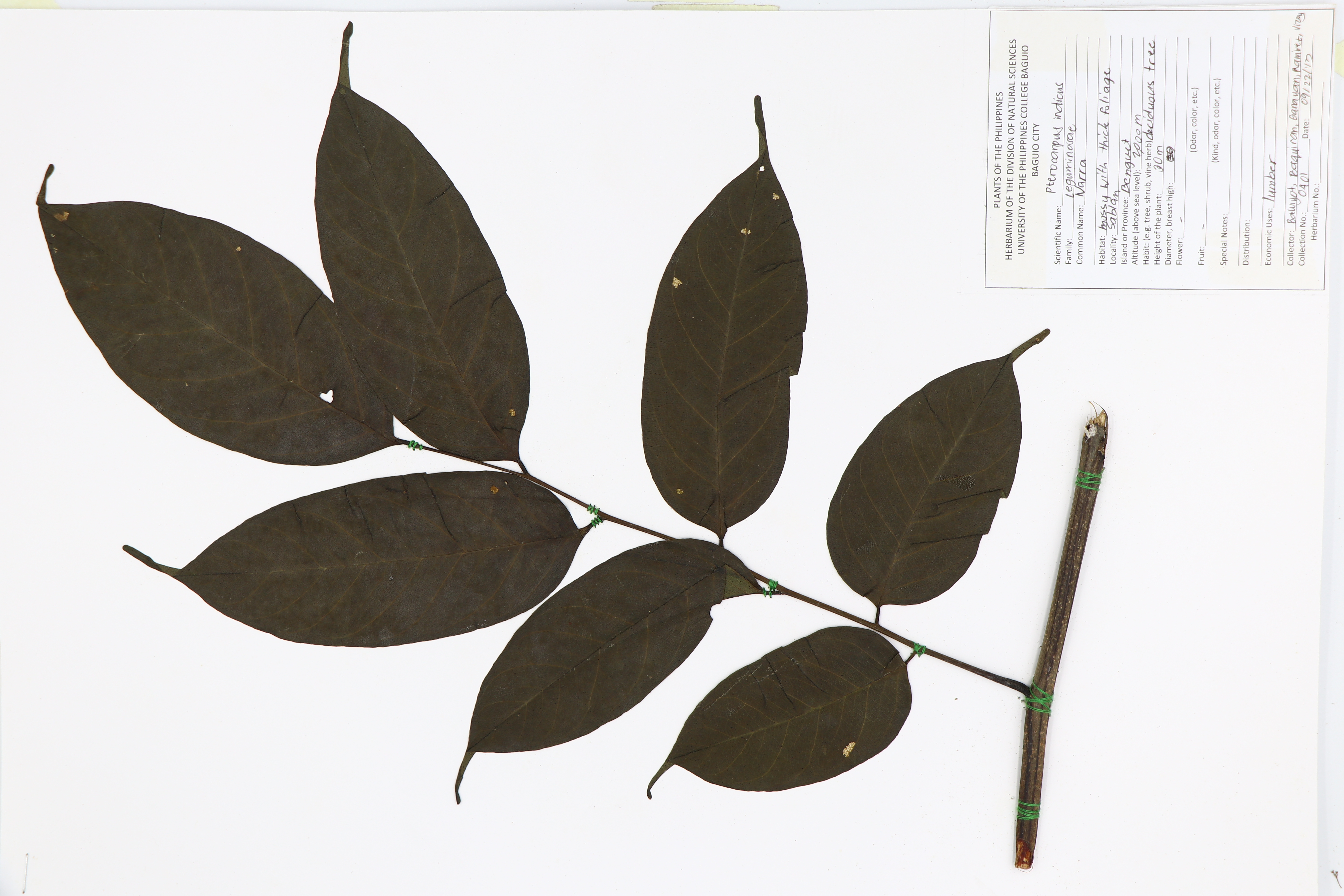 Pterocarpus indicus