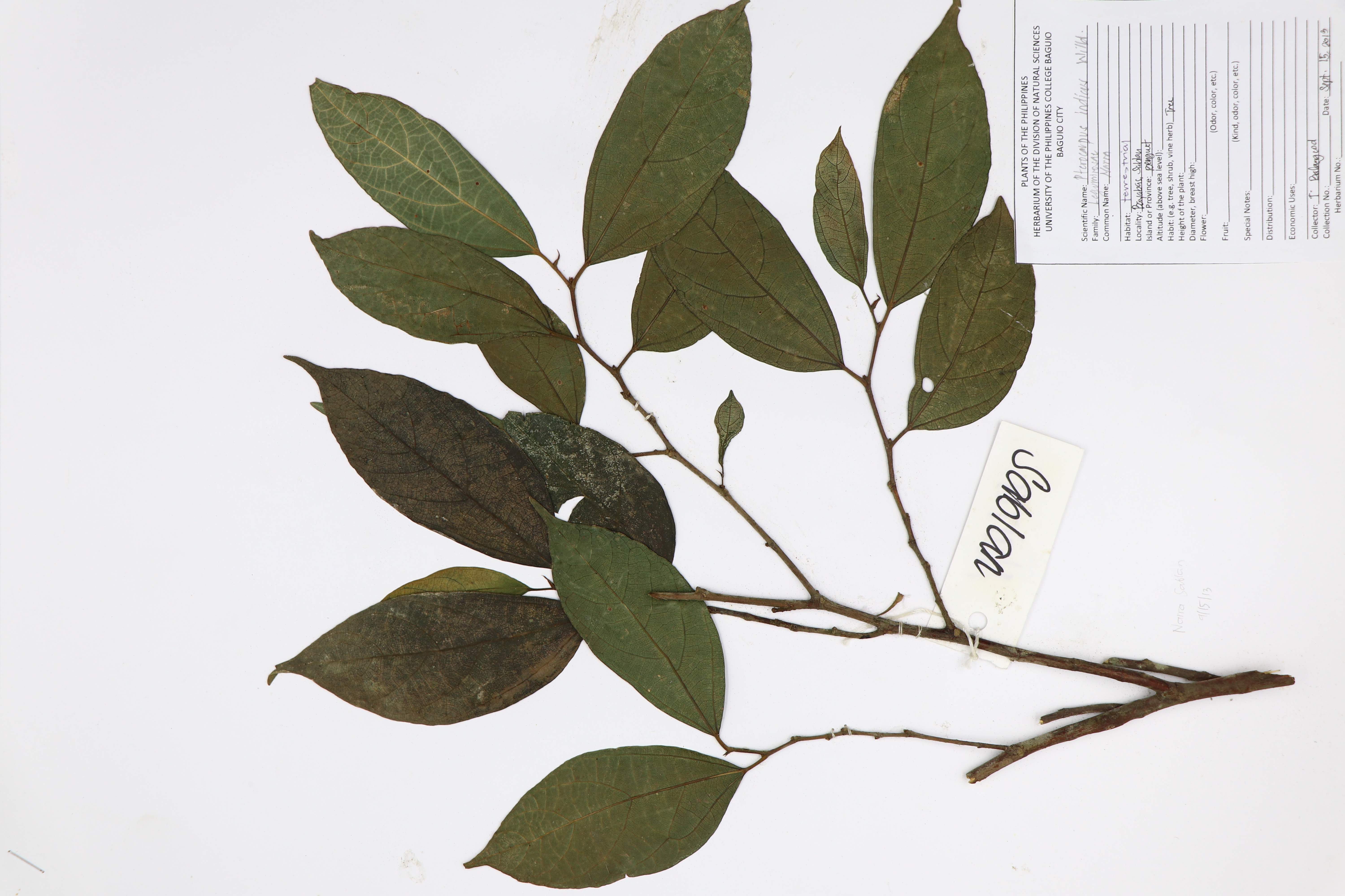 Pterocarpus indicus