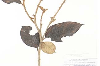 Lithocarpus jordanae