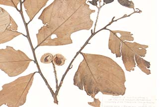 Lithocarpus jordanae