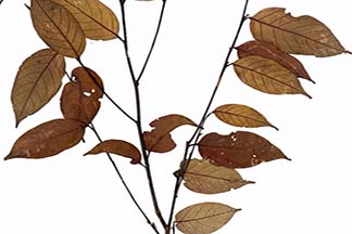 Lithocarpus solerianus