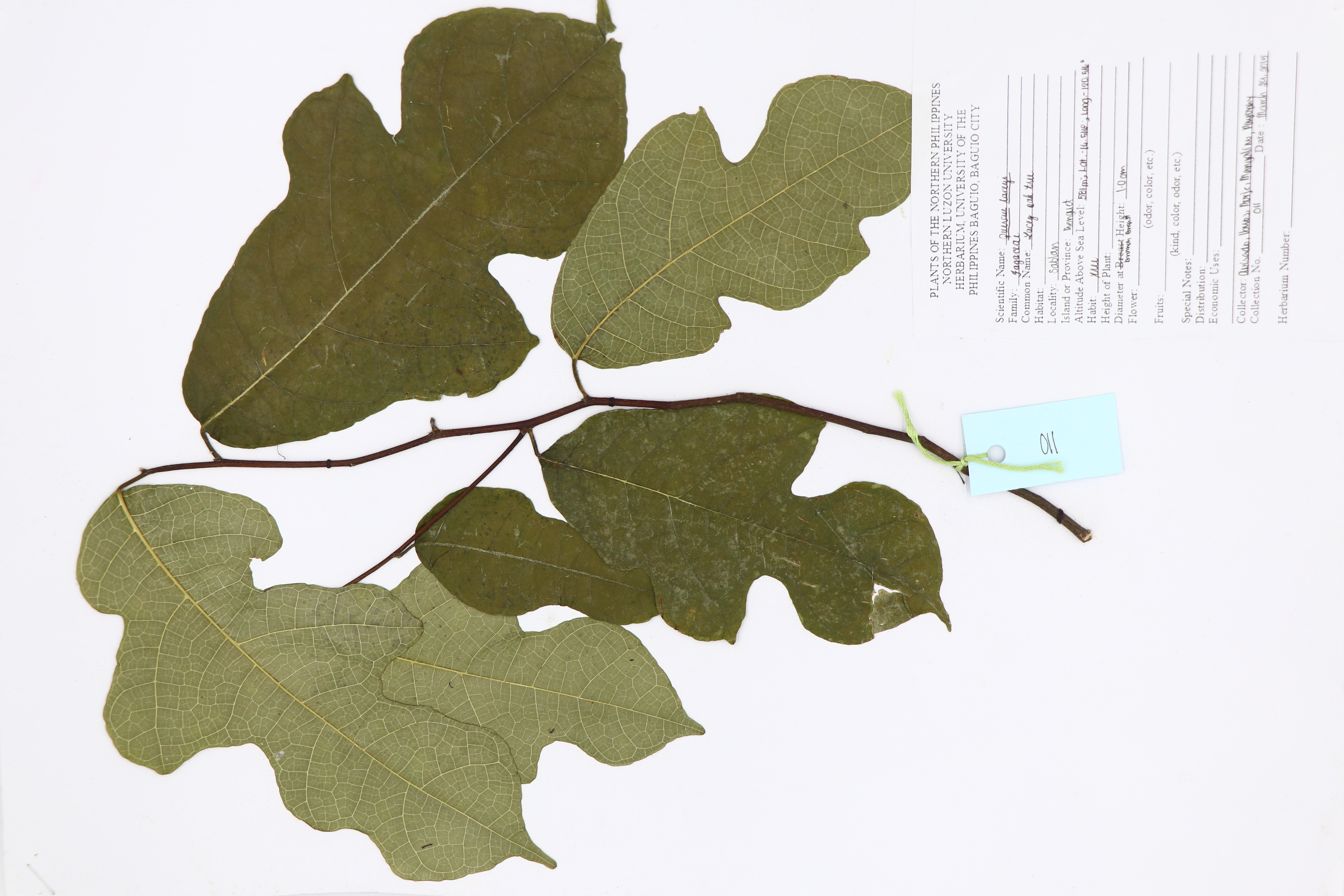 Quercus laceyi