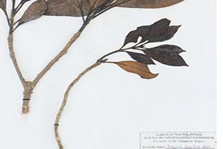 Fagraea longiflora