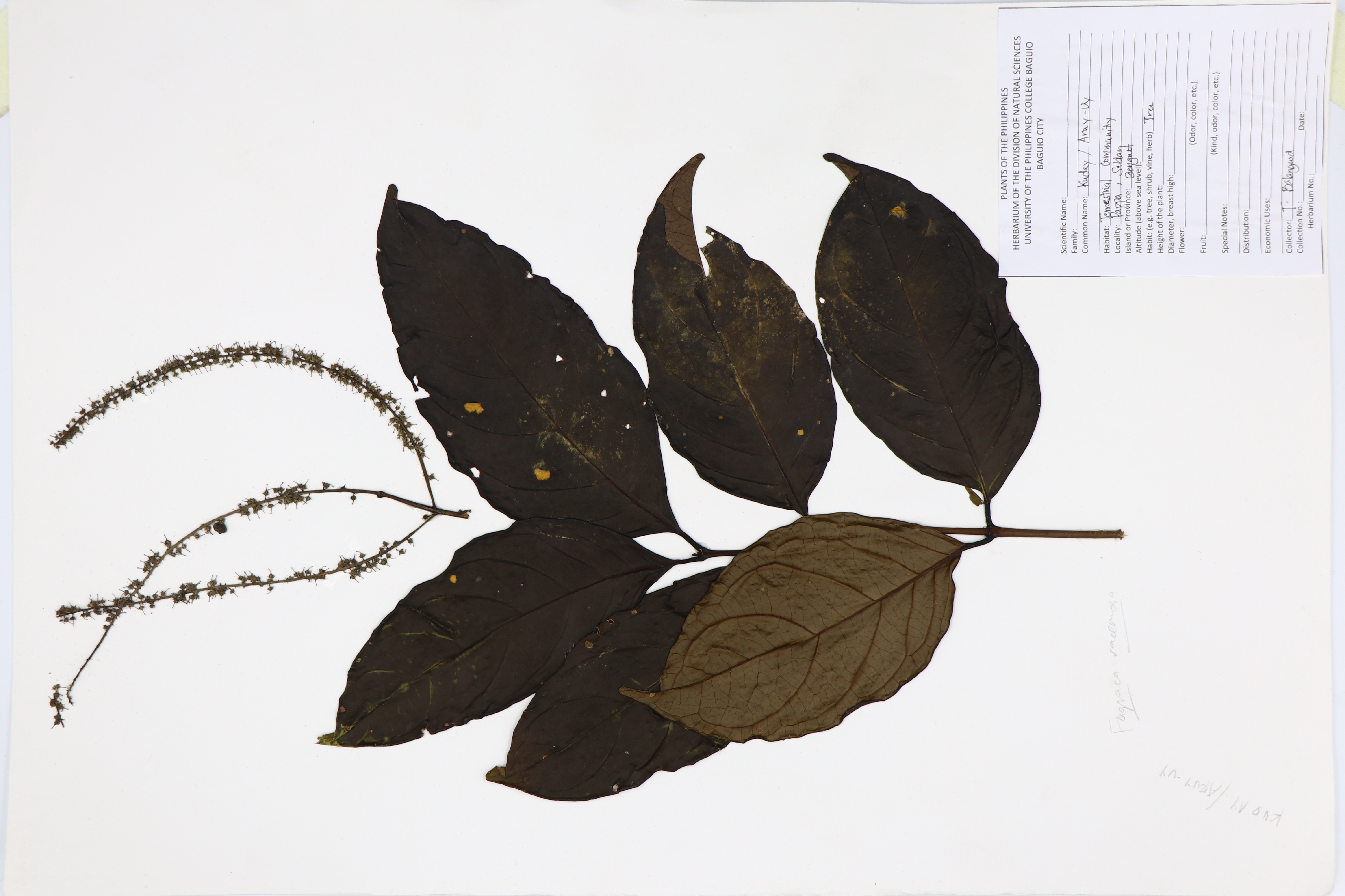 Fagraea racemosa