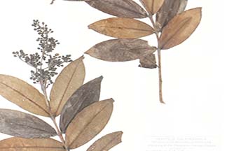 Cratoxylum sumatranum subsp. sumatranum