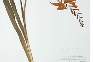 Iris halophila var. halophila
