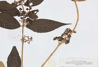 Callicarpa pedunculata