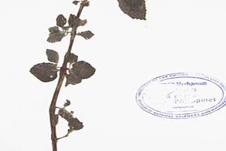 Plectranthus amboinicus