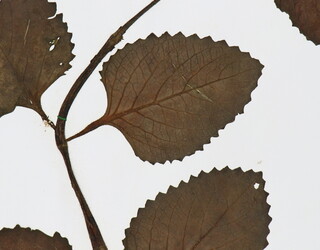 Plectranthus amboinicus