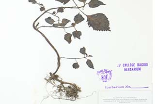 Plectranthus scutellarioides