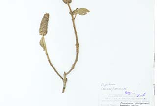 Pogostemon philippinensis