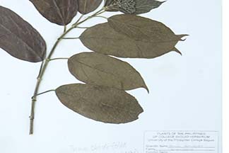 Premna serratifolia