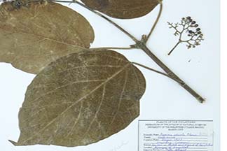 Premna odorata