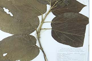 Premna odorata