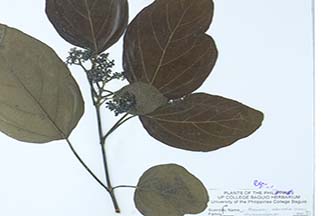 Premna odorata