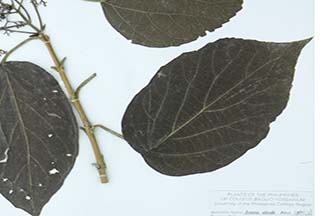 Premna odorata