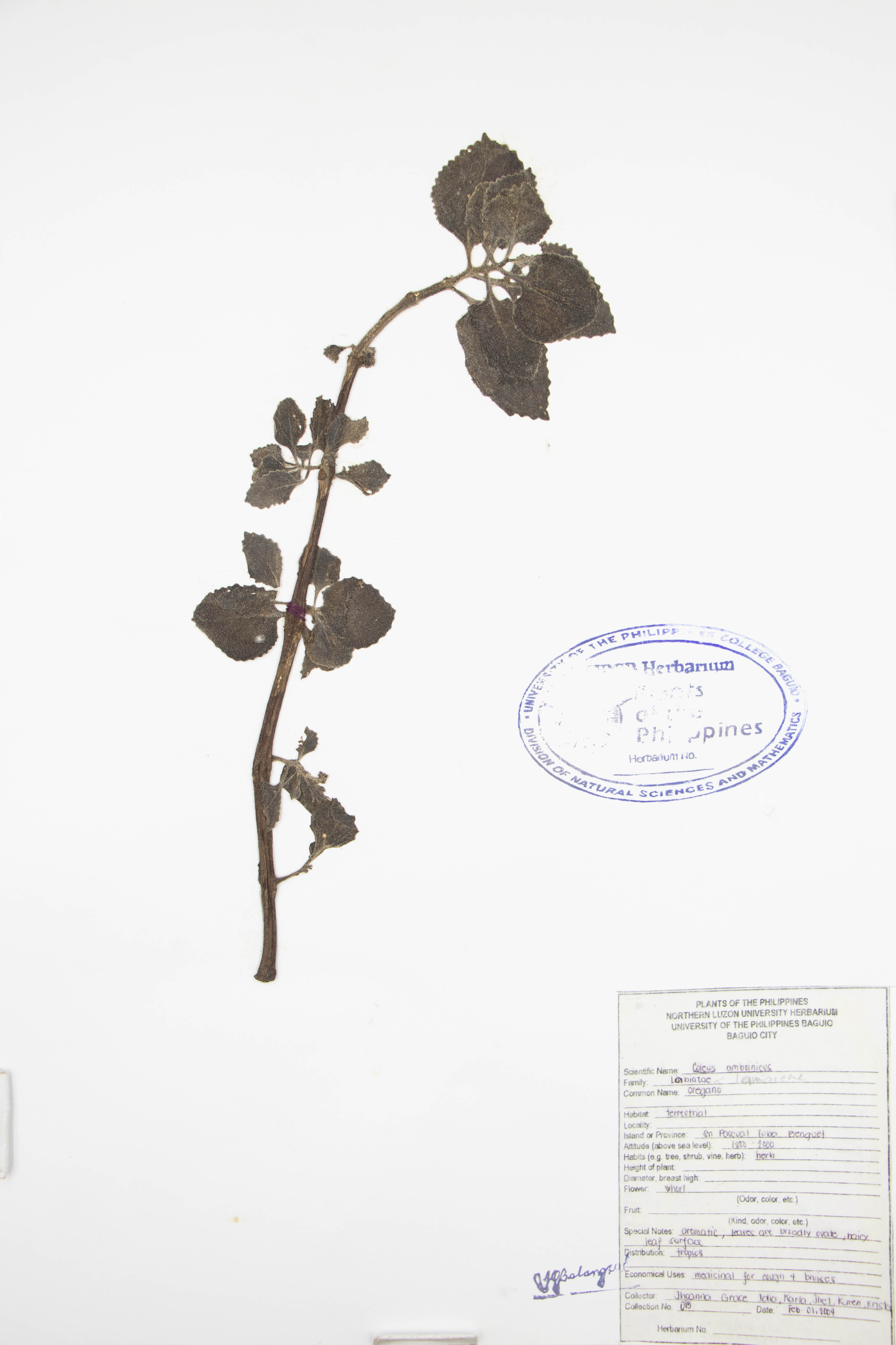 Plectranthus amboinicus