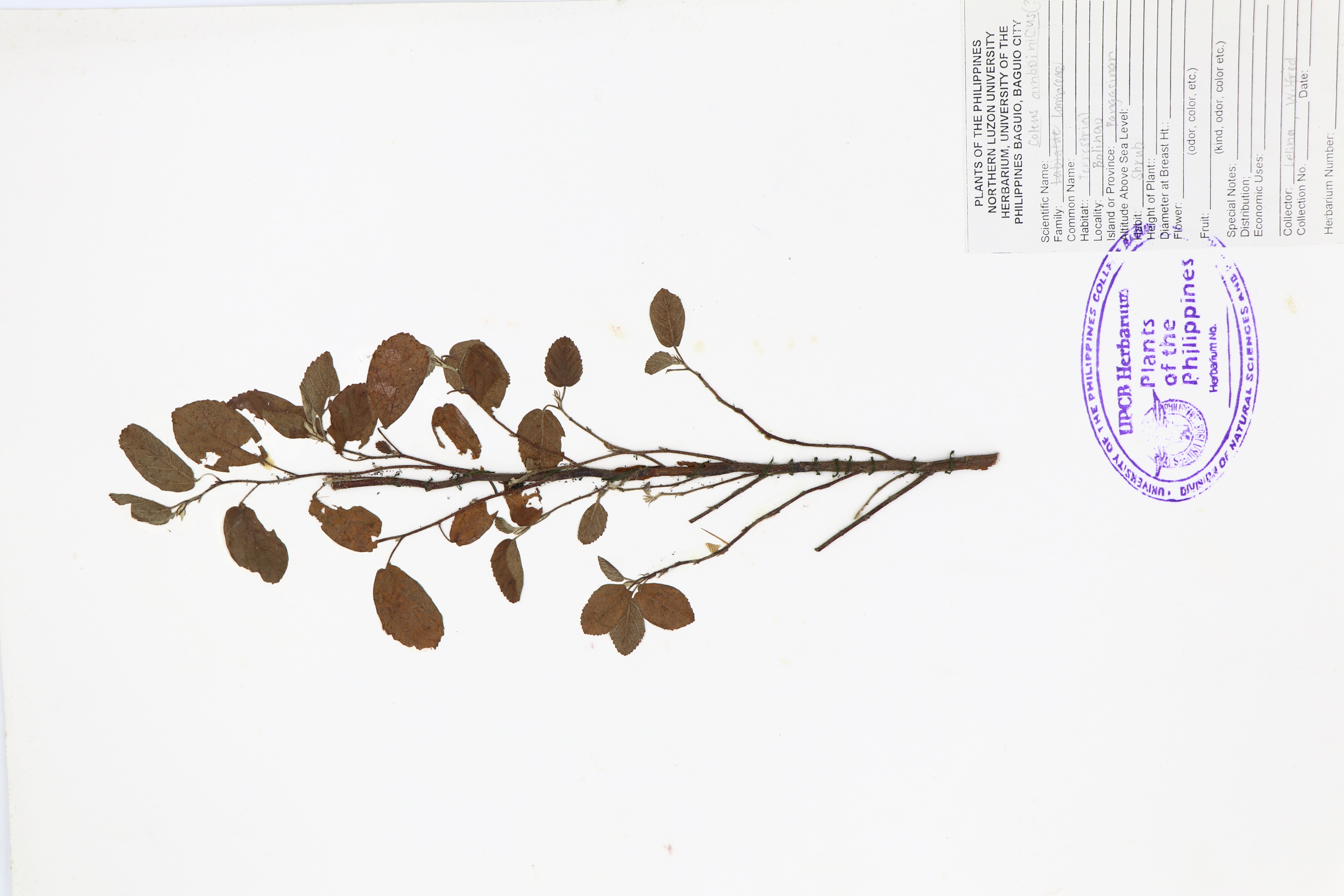 Plectranthus amboinicus