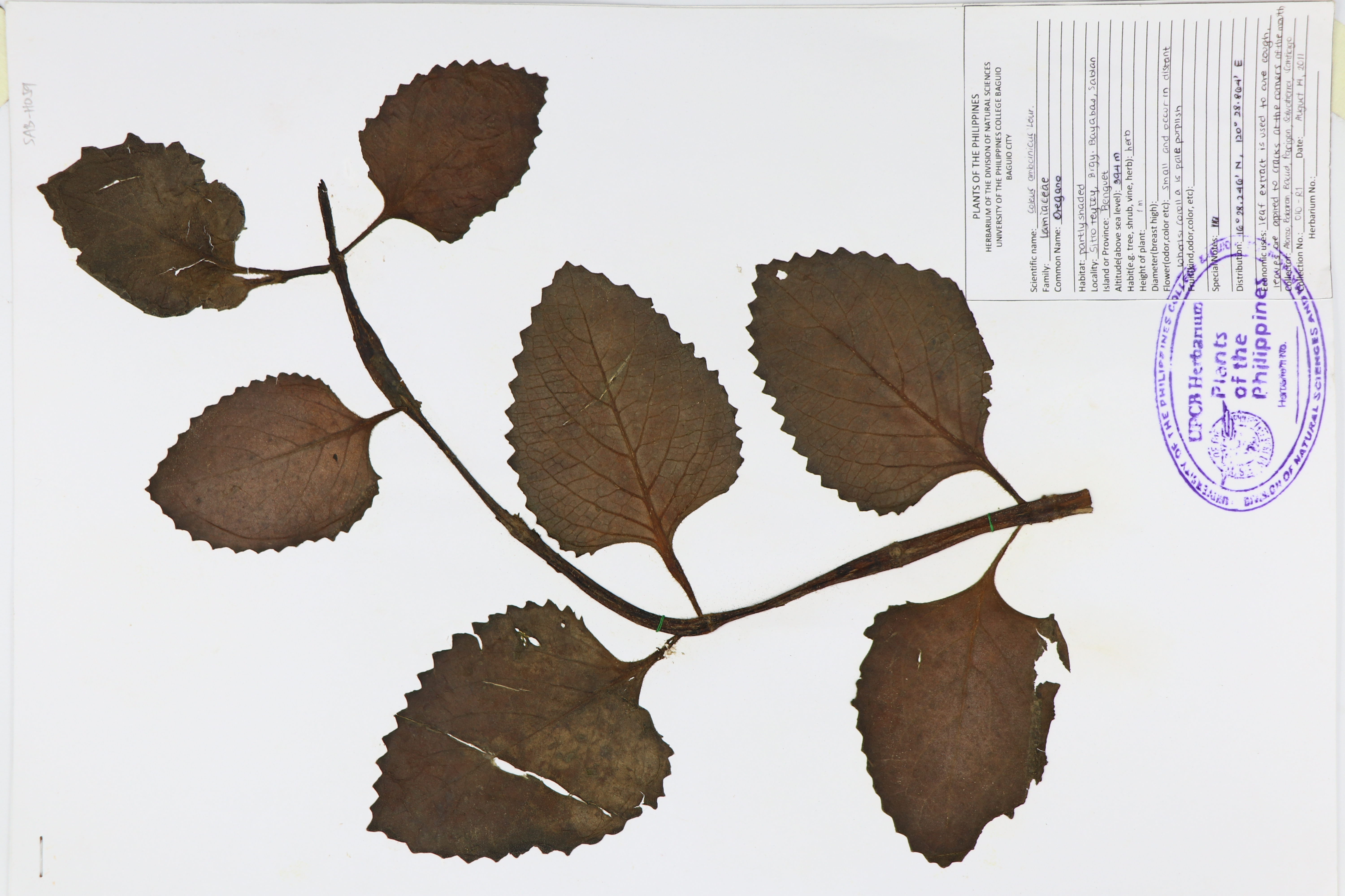 Plectranthus amboinicus