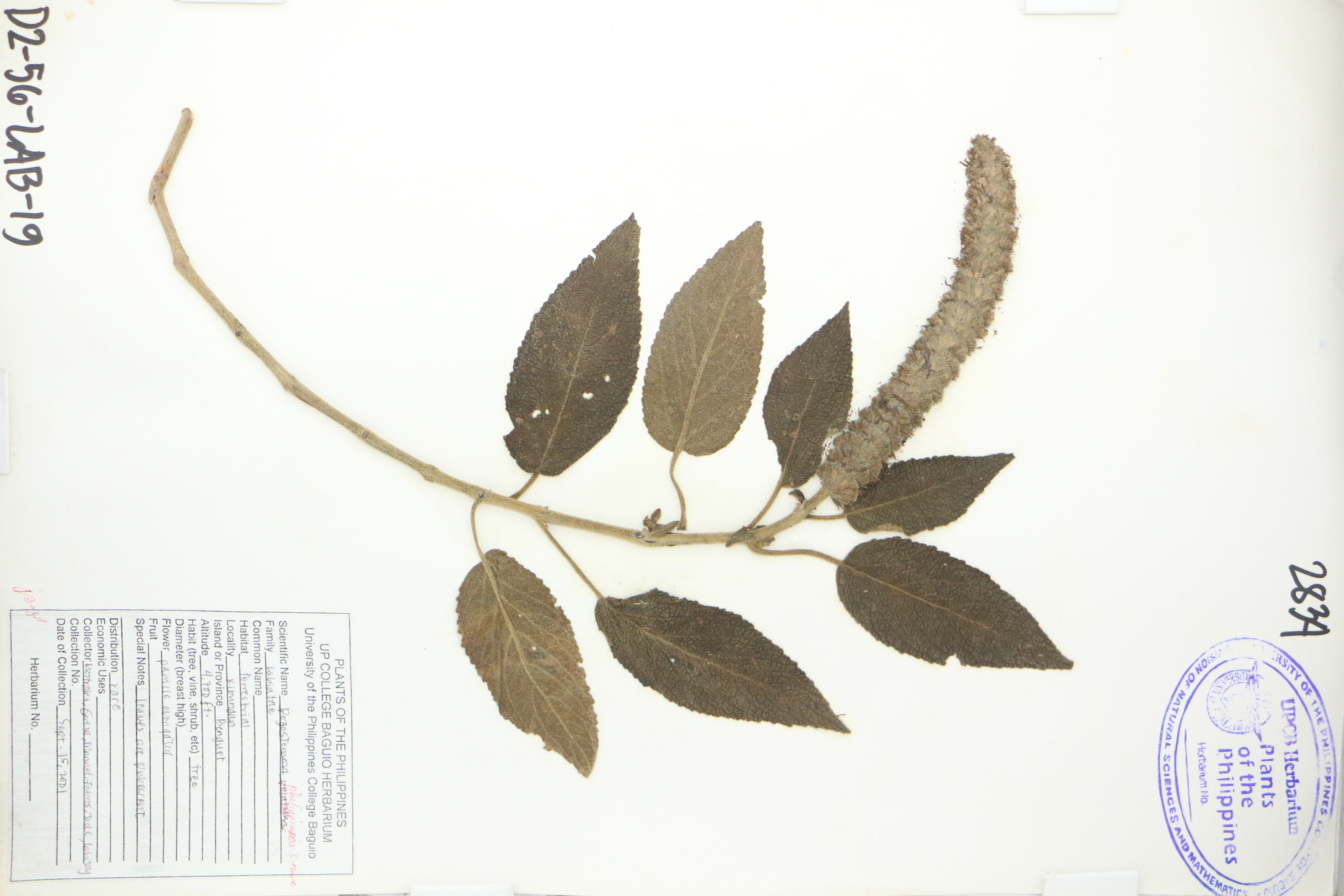 Pogostemon philippinensis