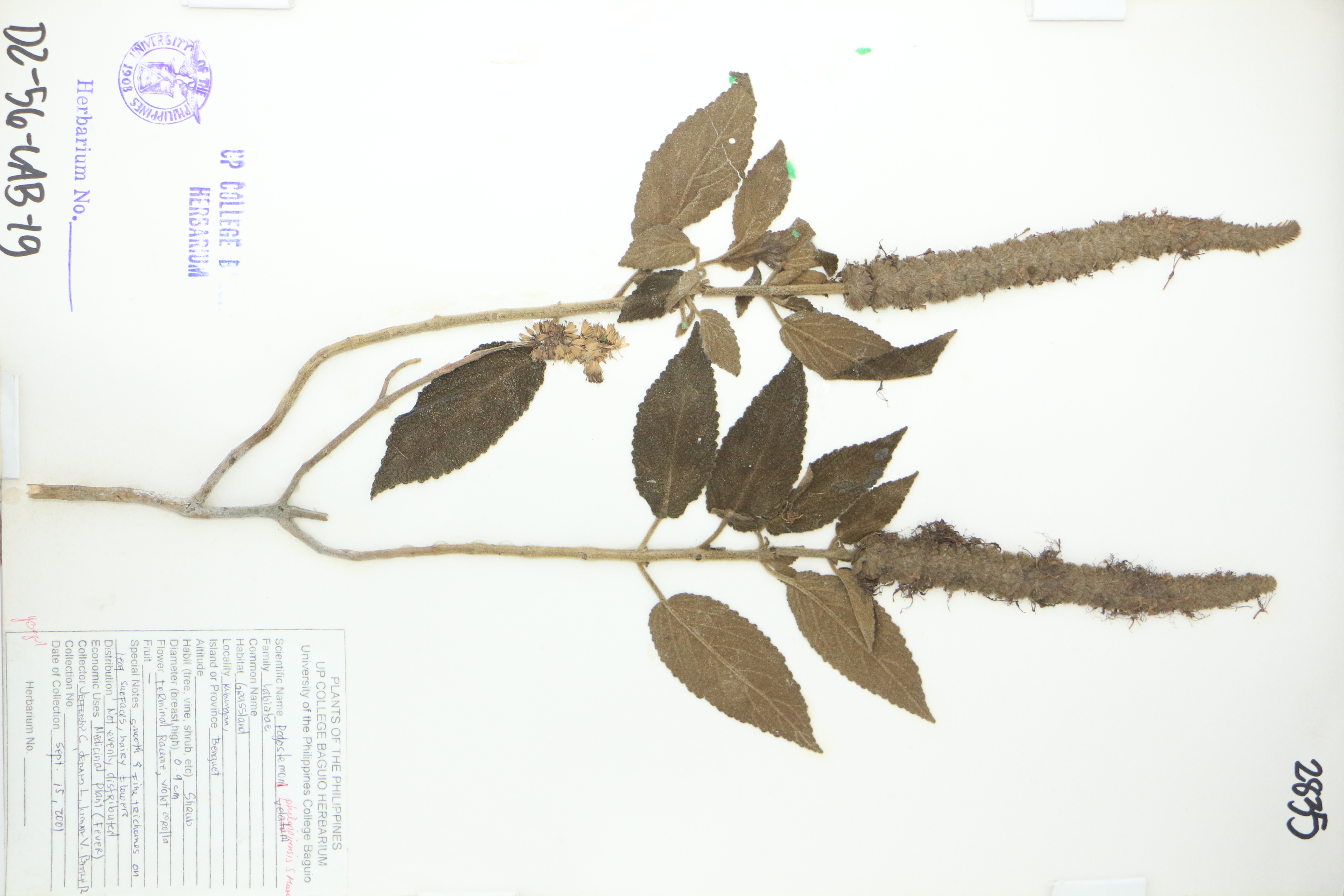 Pogostemon philippinensis