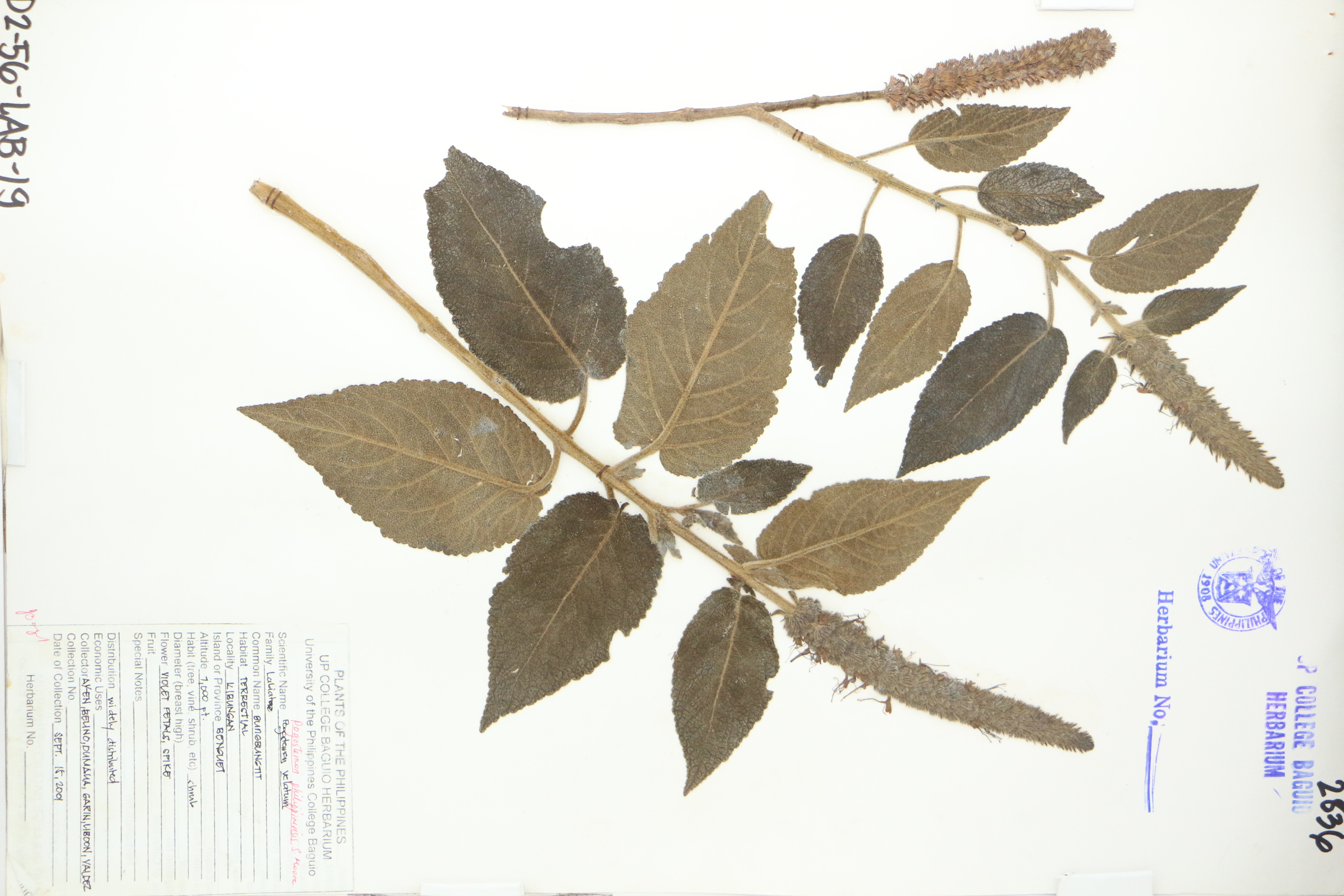 Pogostemon philippinensis