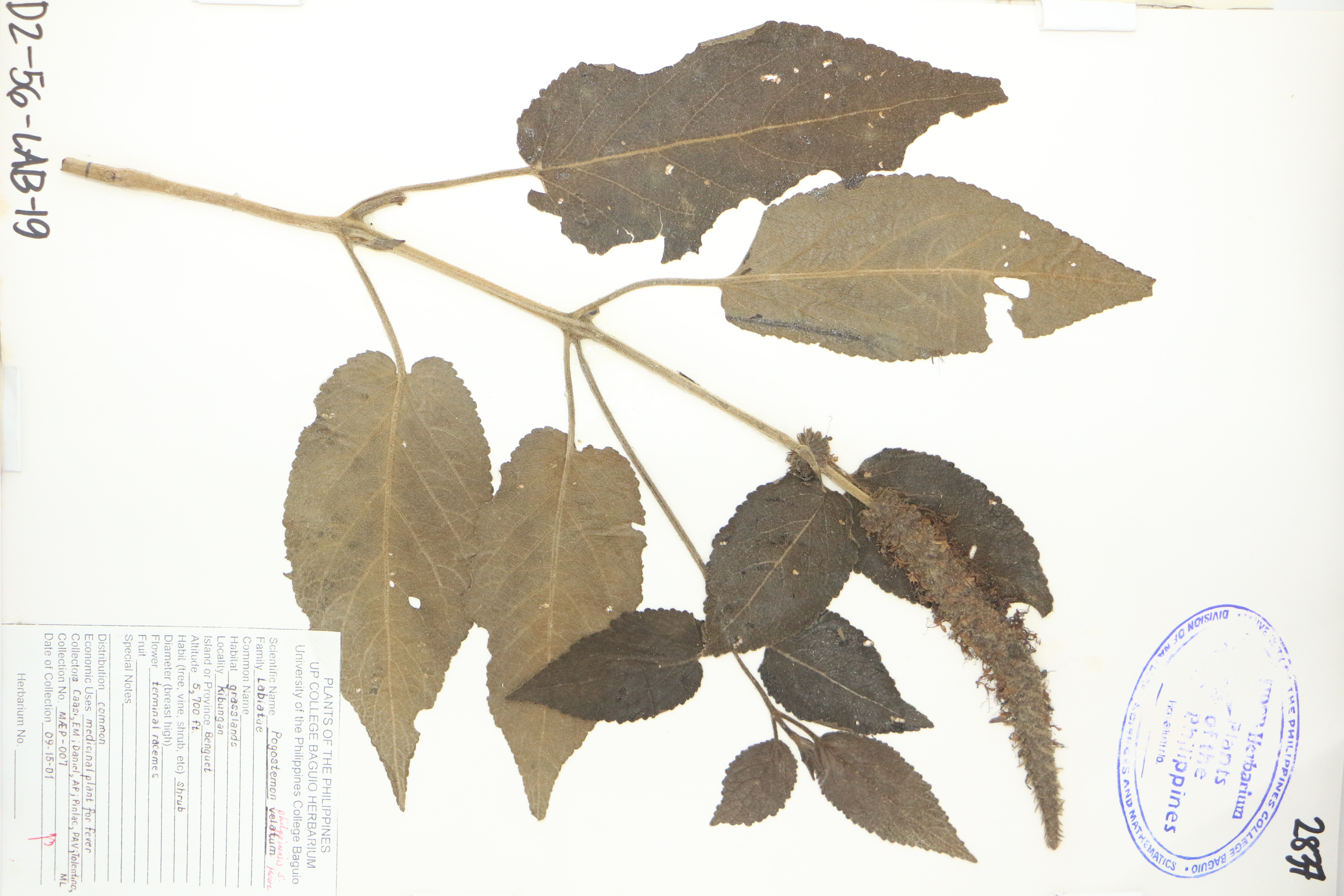 Pogostemon philippinensis