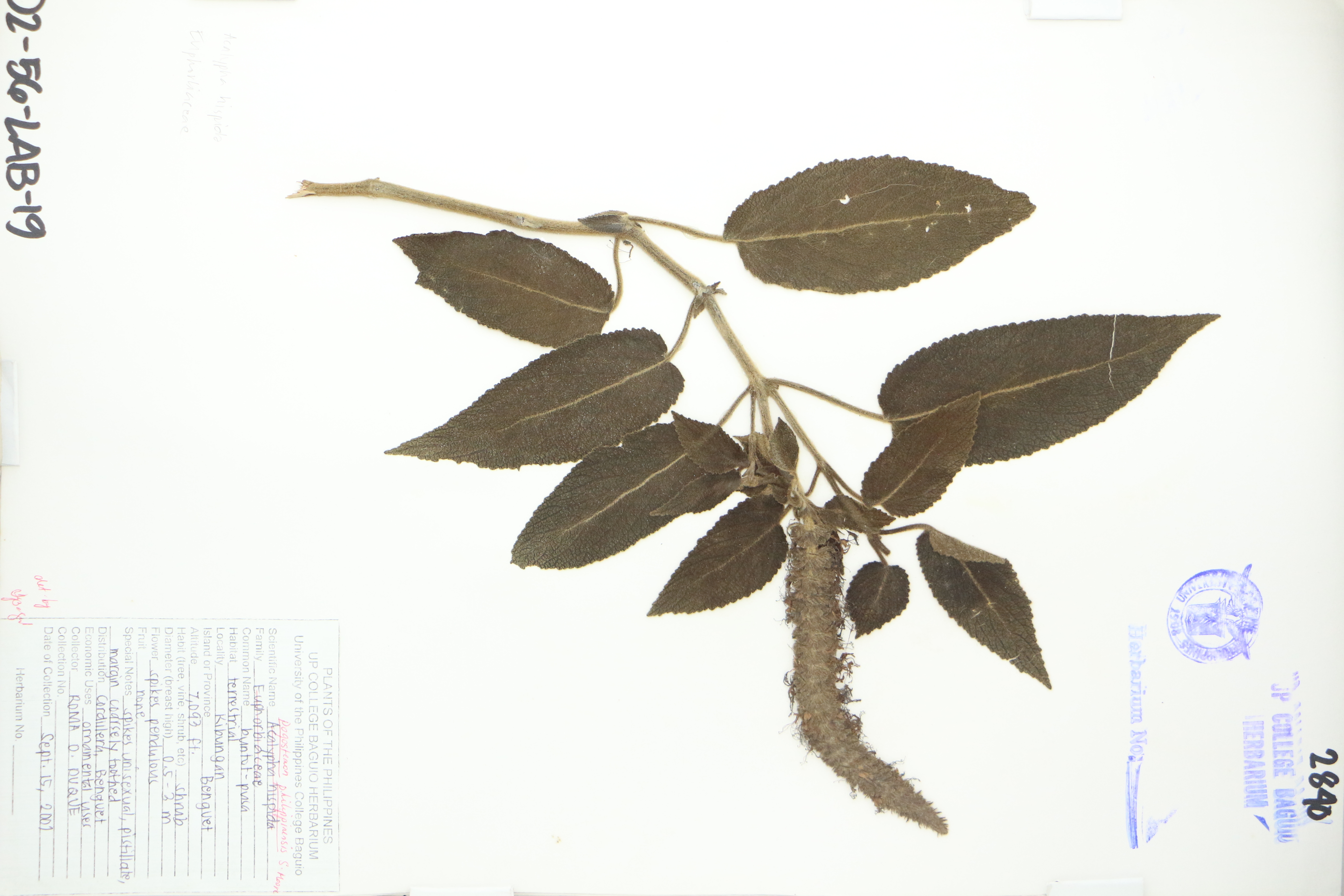 Pogostemon philippinensis