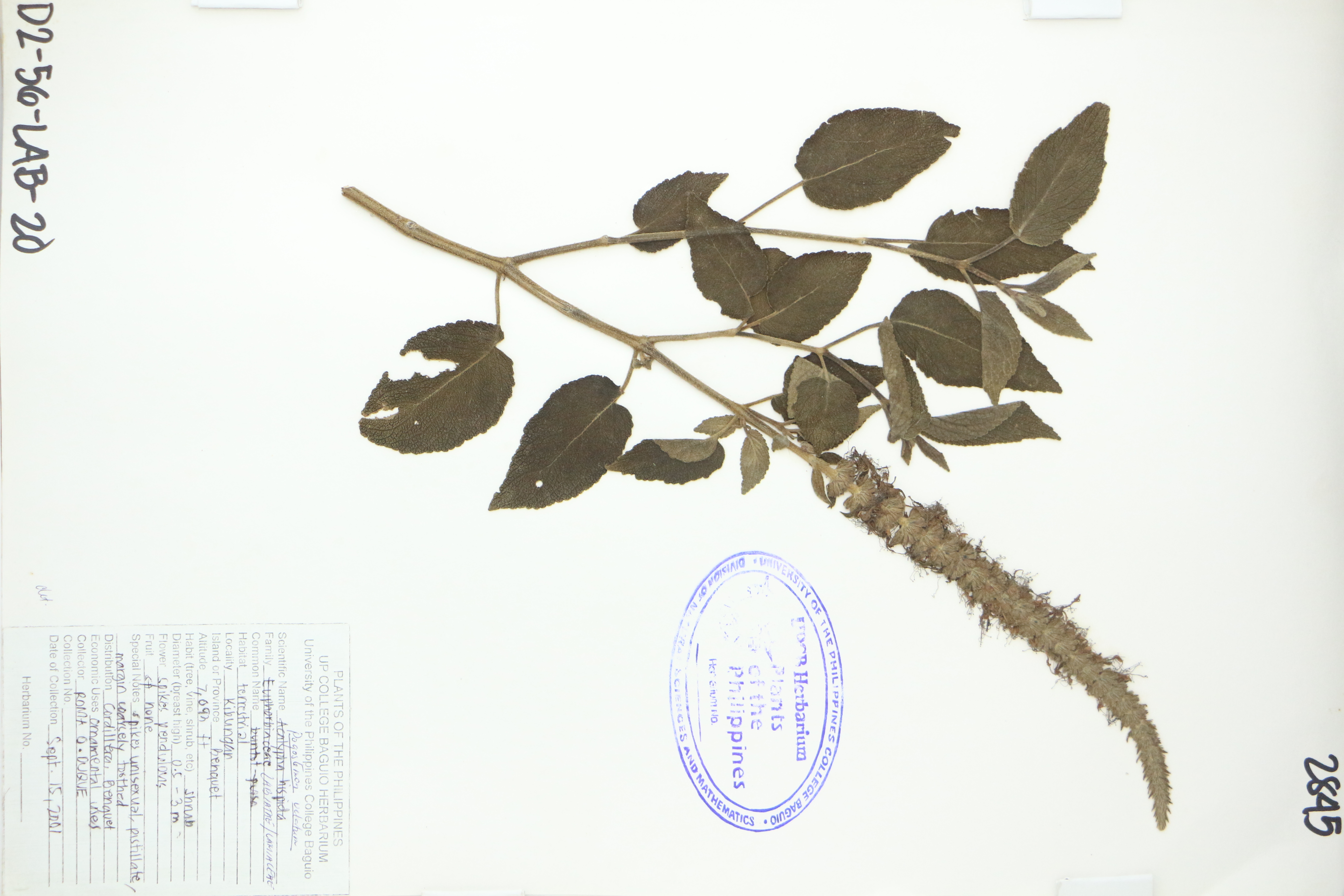 Pogostemon velatus