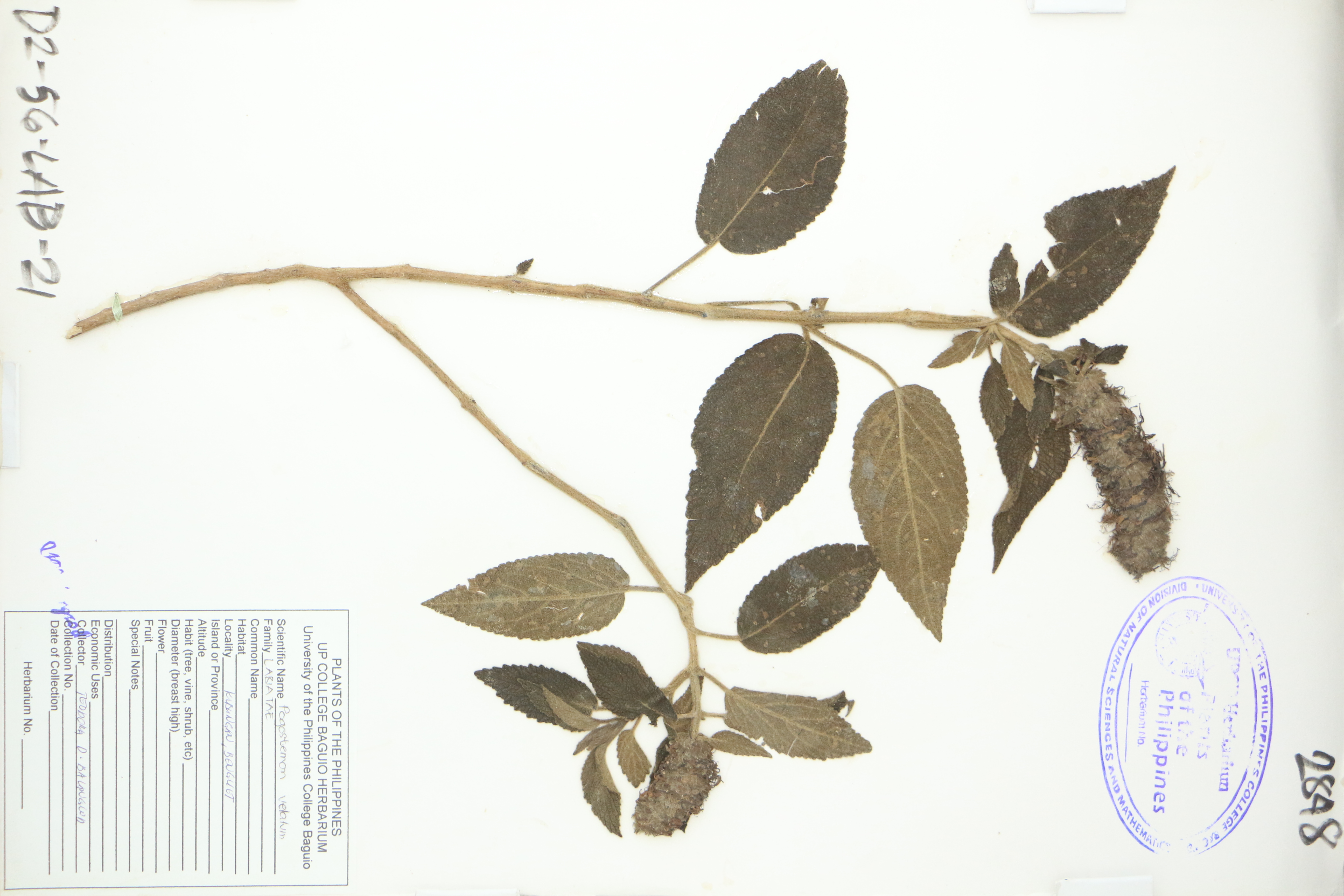 Pogostemon velatus