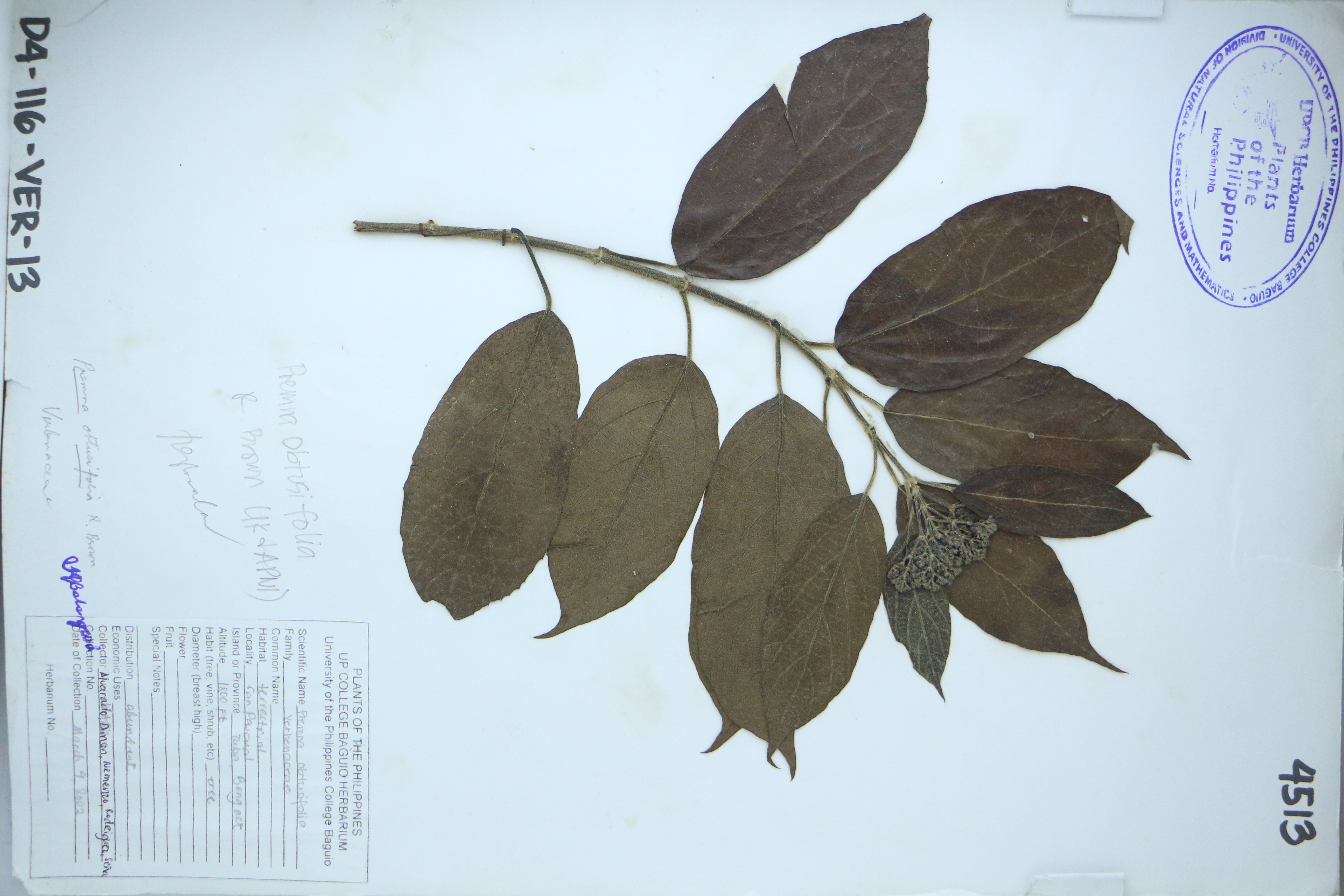 Premna serratifolia