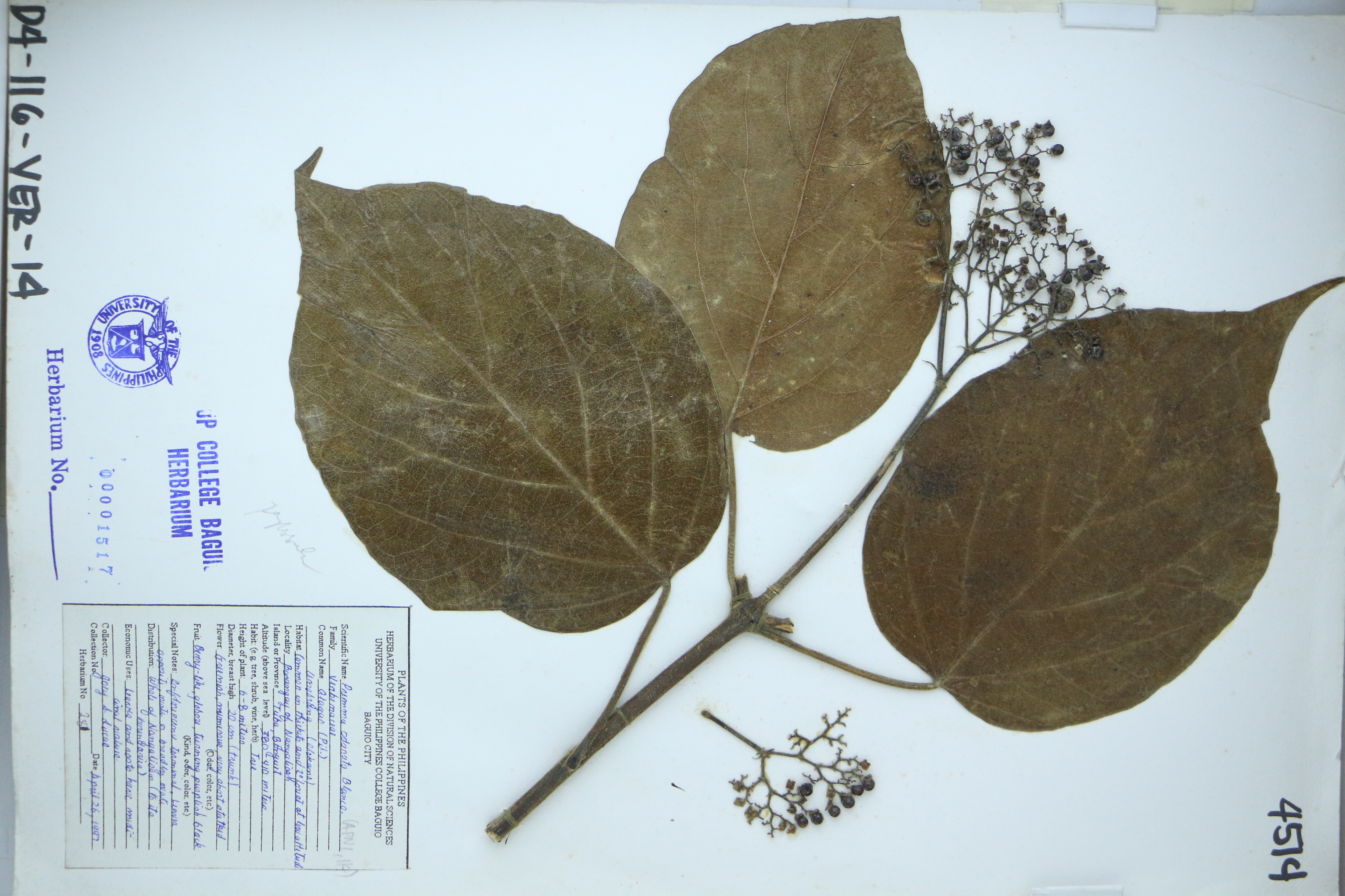 Premna odorata