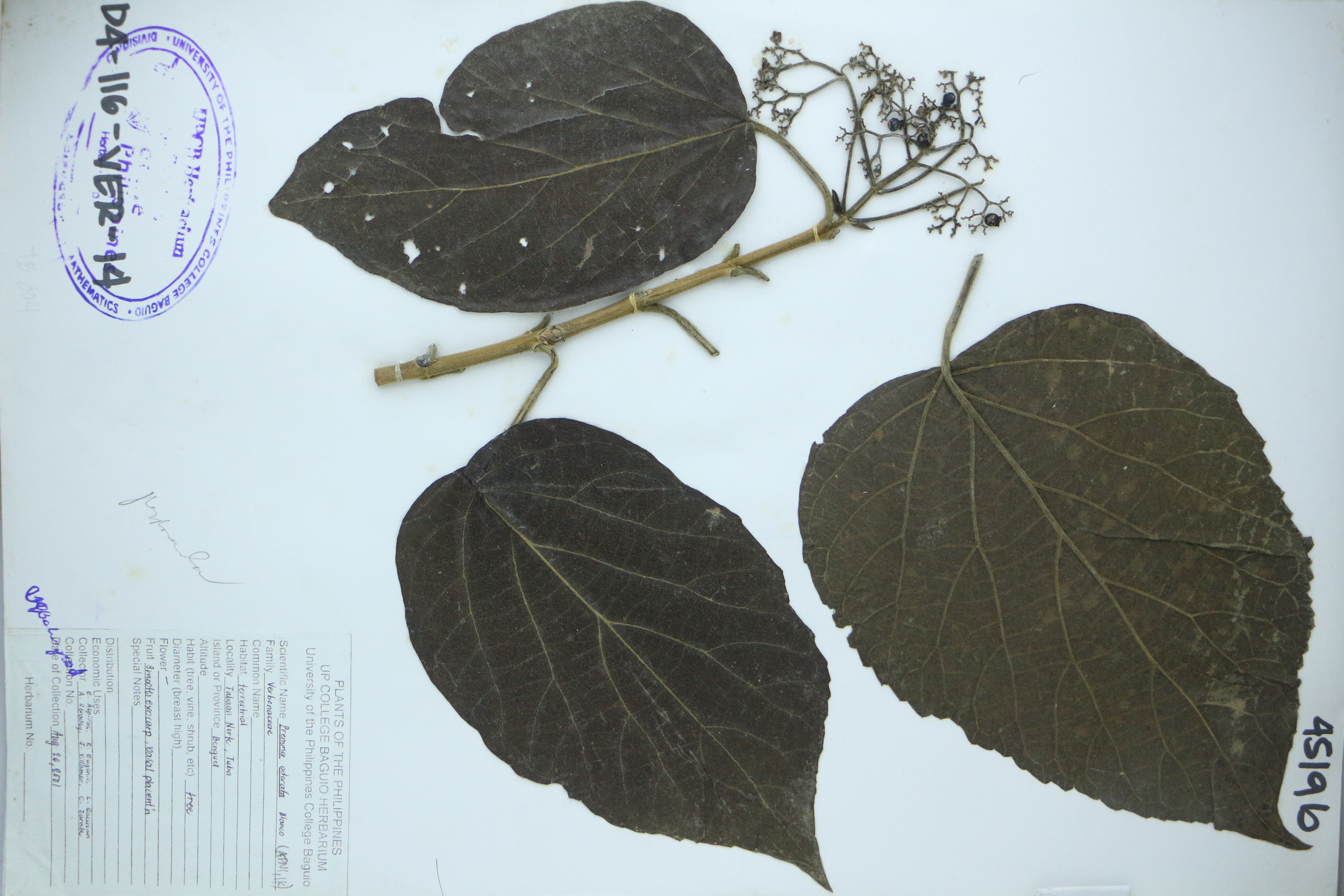 Premna odorata