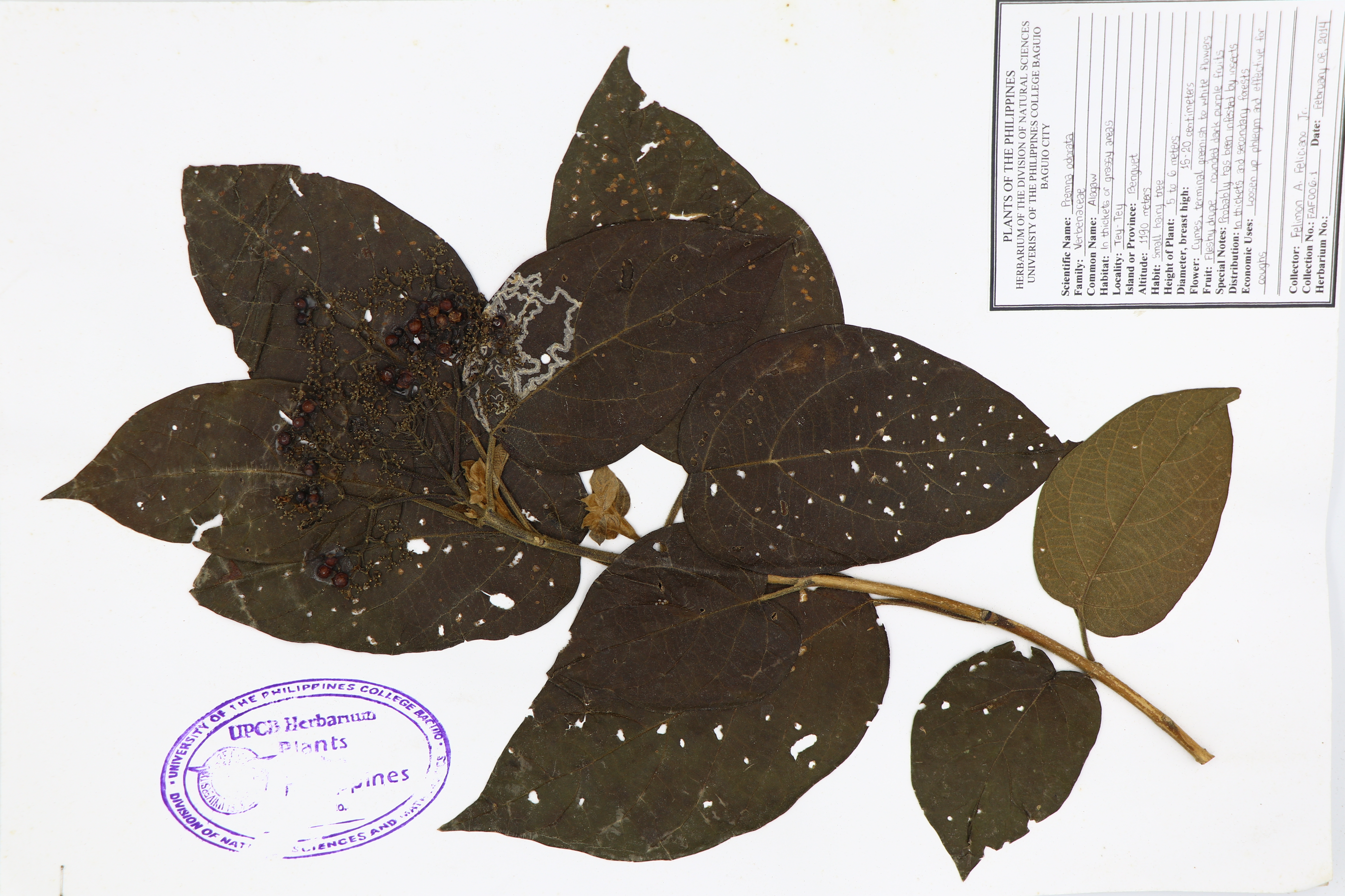 Premna odorata