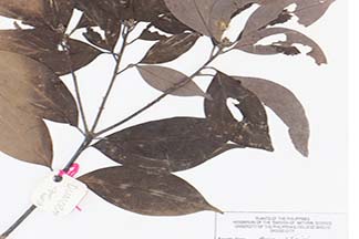 Cinnamomum philippinense