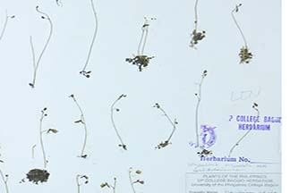 Utricularia striatula