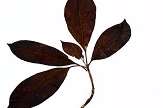 Fagraea longiflora