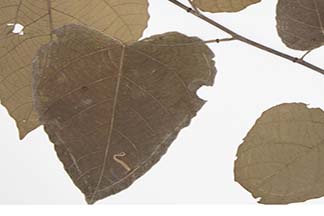 Tilia cordata