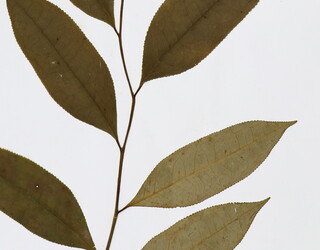 Trichospermum discolor