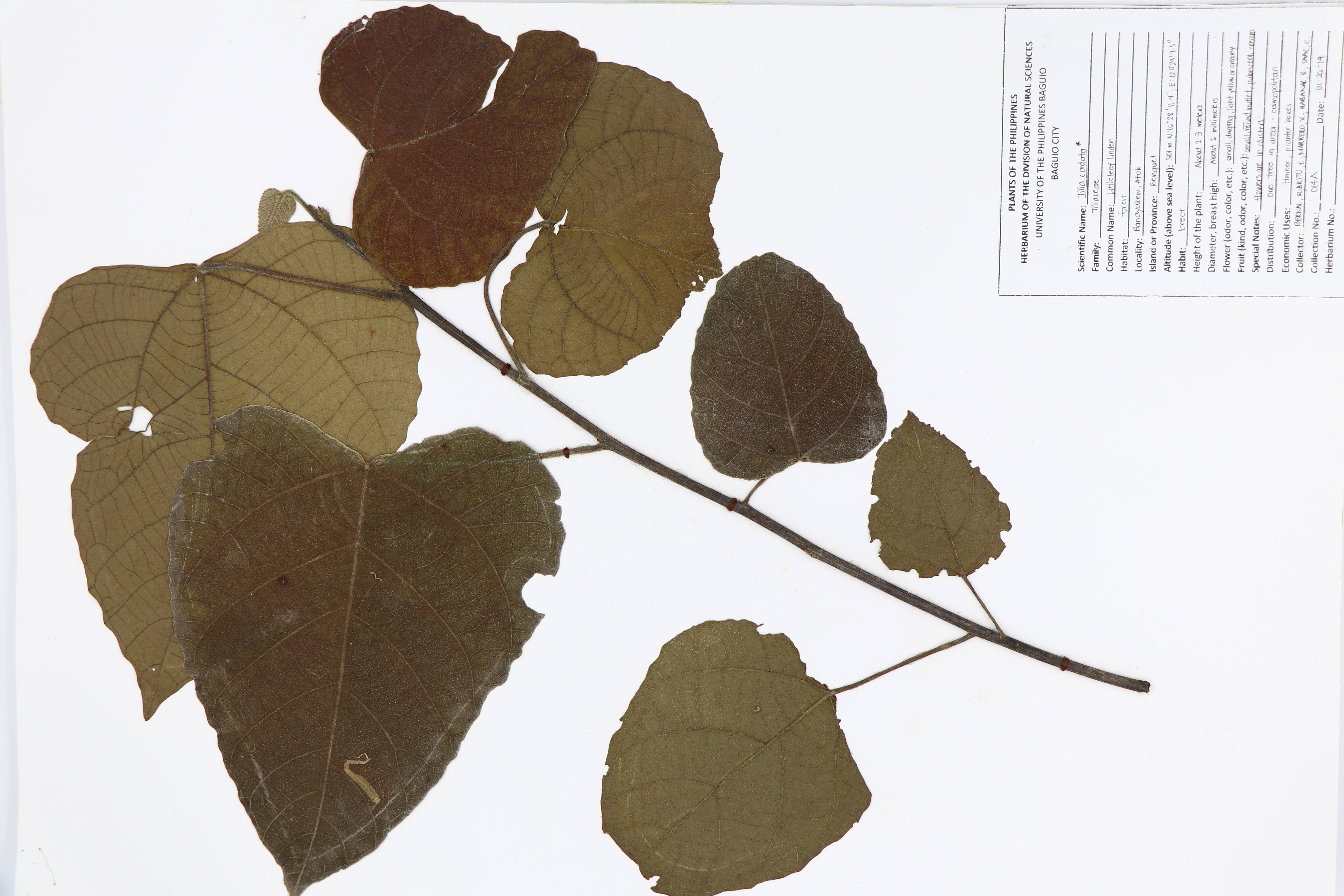 Tilia cordata