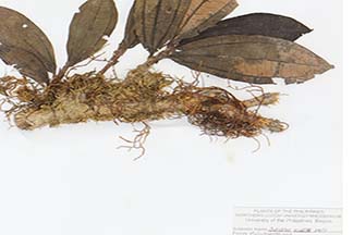 Astronia cumingiana var. bicolor