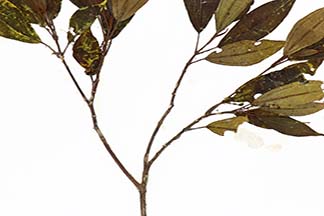 Astronia cumingiana var. bicolor