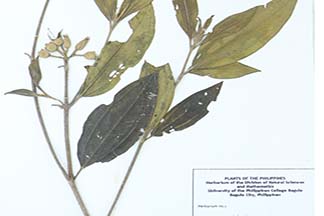 Melastoma malabathricum subsp. malabathricum