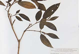 Melastoma polyanthum