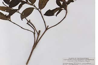 Melastoma polyanthum