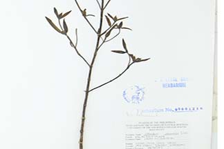 Osbeckia chinensis