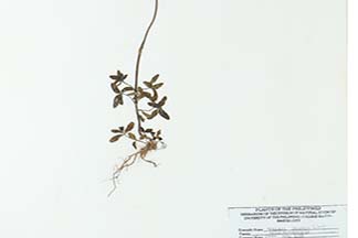 Osbeckia chinensis